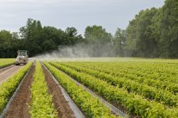 Le fertili campagne intorno a Codroipo in Friuli Venezia Giulia - © Sergio Delle Vedove / Shutterstock.com