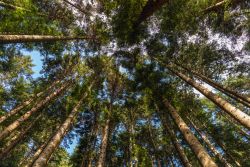 Le Forsete Casentinesi nei pressi di Campigna, vicino al Monte Falterona in Romagna