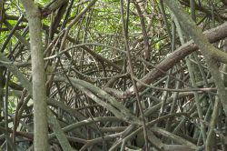 Le intricate radici di mangrovia lungo la baia di Chetumal, Messico.

