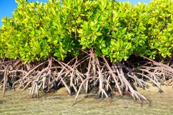 Le mangrovie di L'Île d’Ambre a Mauritius