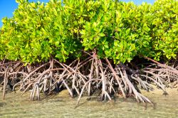 Le mangrovie di L'Île d’Ambre ...