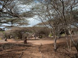 Le rovine di Tawka, sud di Manda Island, distretto di Lamu, Kenya. Questo sito archeologico porta la firma della cultura swahili: si tratta di un villaggio che venne misteriosamente abbandonato ...