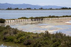 Le Saline del Molentargius vicino a Quartu Sant Elena in Sardegna