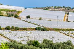 Le serre della zona di Pachino dove si producono i celebri pomodori