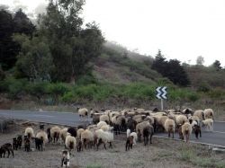 Difficile incontrare auto per le strade di El Hierro, è quasi più probabile imbattersi in un gregge di pecore.