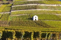 Rinomata per il suo bianco locale, Sion si distingue per i vigneti con coltivazioni innovative che utilizzano una rete di canali in pendenza sulle colline. Incastonata in una delle aree vitivinicole ...