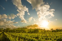 Le vigne nelle campagne di Cinigiano in Val d'Orcia, siamo in Toscana, provincia di Siena - © Paolo Fassoli / Shutterstock.com