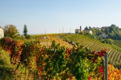 Le viti pronte per la vendemmia nelle campagne di Nizza Monferrato in Piemonte