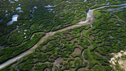 Le zone paludosi del Norfolk nell'est dell'Inghilterra