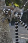 Lemuri a Necker Island - © Guendalina Buzzanca / thegtraveller.com