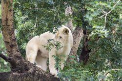 Leone bianco su un albero al Casela Park di Mauritius ...