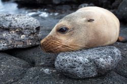 Un leone marino alle Galapagos (Ecuador). Non stupisce di vedere mammiferi come foche, leoni marini e uccelli come i pinguini all'equatore! In realtà le acque dei queste isole sono ...