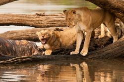 Leoni al fiume nel parco nazionale di Ruaha in Tanzania. Dopo la tigre, "Panthera Leo" è il più grande dei cinque felidi di questa famiglia con alcuni esemplari maschi ...