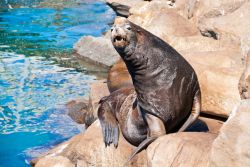 Leoni di mare a Morro Bay, California. Il nome di queste simpatiche creature dei mari più freddi deriva dal greco e significa "piccola orecchia": i leoni marini, a differenza ...