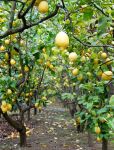 Un limoneto nelle campagne di Monterosso al Mare in Liguria - @ Pro Loco Monterosso