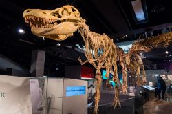 Lo scheletro di un Tarbosaurus Bataar al Melbourne Museum, Australia - © Nils Versemann / Shutterstock.com