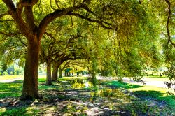 Lo scorcio di un parco pubblico a Houston, Texas, in una giornata estiva (USA).
