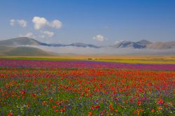 Paesaggio fiorito a Piano Grande, Umbria, Italia. Le specie floreali che tingono questo lembo di terra in provincia di Perugia sono numerose: passeggiando lungo i sentieri si possono incontrare ...