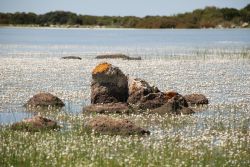 Lo stagno di Pauli Maiori non lontano da Palmas Arborea in Sardegna