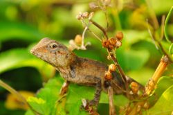 Una lucertola nascosta tra la vegetazione sull'isola di Inguraidhoo, una perla dell'Atollo di Raa (Maldive) - foto © mohamedmalik / Shutterstock.com
