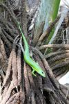 Una lucertola verde brillante a Honiara, capitale delle isole Salomone, Oceania.



