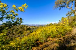 Lungo la Strada della Mimosa sul Massif du Tanneron durante la fioritura delle piante (Francia).
