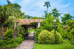 La lussureggiante vegetazione lungo una passeggiata a Queens Park, Hamilton, isola di Bermuda.



