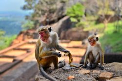 Macachi nel complesso della Sigiriya Lion Rock Fortress in Sri Lanka. Gli animali sono ormai abituati al contatto con i turisti.