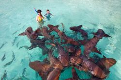 Madre e figlio nuotano fra squali nell'arcipelago di Exuma, Bahamas. L'acqua smeraldo dell'oceano è popolata da pesci di ogni razza.



