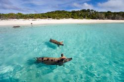 Maialini selvatici nuotano in una delle isole di Exuma, Bahamas. Presenti da decenni su alcuni degli isolotti più selvaggi dell'arcipelago, ne rappresentano una delle principali attrattive ...