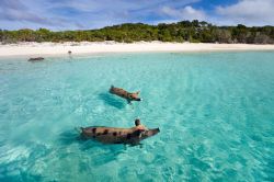 Maialini selvatici nuotano in una delle isole di Exuma, Bahamas. Presenti da decenni su alcuni degli isolotti più selvaggi dell'arcipelago, ne rappresentano una delle principali attrattive ...