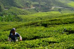Cameron Highlands: questa zona della Malesia peninsulare è famosa per le sue piantagioni di tè; qui gli operai si occupano minuziosamente del raccolto e producono alcune delle ...
