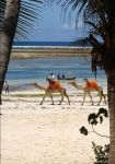 Malindi beach, Kenya: Malindi è un luogo ideale come punto di partenza per le escursioni sulla costa o verso l'interno del paese - foto © Vanda Biffani