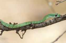Un mamba verde al Ruaha National Park. Con livrea brillante e verdeggiante, forma slanciata e lunga coda, è uno dei serpenti più velenosi al mondo: la sostanza che inietta contiene ...