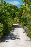 Un sentiero sterrato immerso nella natura sulle isole Abaco, Bahamas. Siamo a Man O'War Cay, un isolotto di questo arcipelago situato a nord di Miami - © Marco Borghini / Shutterstock.com ...