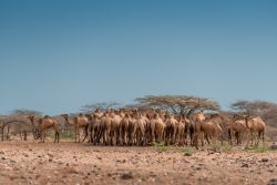 Mandria di dromedari nel deserto di Kaisut vicino a Marsabit, nord del Kenya.

