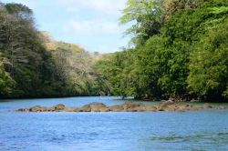 Mangrovie nella Blue Bay di Mahebourg, isola di Mauritius - A sud dell'isola, nei pressi di Mahebourg, si possono ammirare splendide foreste di mangrovie: costituite da piante prevalentemente ...