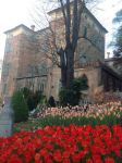 I bulbi in fiore durante la manifestazione "Narciso Incantato" al Castello di Piea (Asti) - © Castello di Piea
