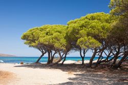 Il mare, la spiaggia e la pineta di Budoni in Sardegna. I pini marittimi danno conforto ai bagnanti durante le ore più calde della giornata - © Jenny Sturm / Shutterstock.com