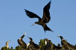 Un maschio di fregata in volo, Las Perlas, Panama. Questi uccelli della famiglia Fregatidae vivono lungo le coste dei mari tropicali.


