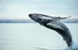 Una megattera (Megaptera novaeangliae) nei pressi di Husavik, in Islanda, Questi cetacei compiono grandi salti fuori dall'acqua, che i turisti immortalano nelle fotografie durante le uscite ...