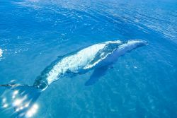 Una megattera sott'acqua a Hervey Bay, Queensland, Australia. Ogni anno l'arrivo di questi cetacei viene celebrato a luglio e agosto con l'Hervey Bay Whale Festival.
