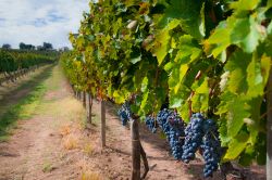 Melfi è una delle zone di produzione dell'Aglianico del Vulture, in Basilicata