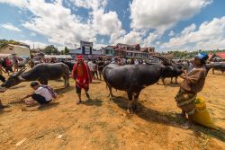 Il mercato del bestiame di Rantepao, principale città della regione di Tana Toraja, nella provincia del Sulawesi Meridionale (Indonesia) - foto © Fabio Lamanna / Shutterstock.com ...