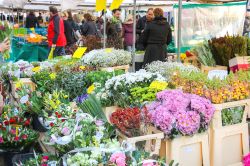 Il mercato dei fiori a Den Bosch è sempre molto colorato e frequentato; non poteva essere altrimenti, trovandosi in Olanda, il paese per dei tulipani per eccellenza - foto © Nick_Nick ...