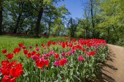 Messer Tulipano, la festa della fioritura al Castello di Pralormo, in Piemonte.