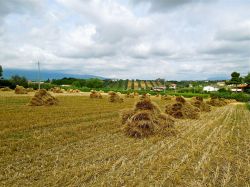 Mietitura nelle campagne di Ancarano in provincia di Teramo. Siamo sulle colline della Strada del Vino di Controguerra in Abruzzo - © Infinitispazi, CC BY-SA 3.0, Wikipedia