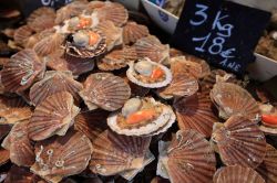 Molluschi presso il mercato del pesce di Trouville-sur-Mer, Francia.
