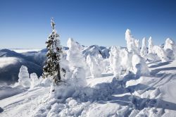 Montagne e pini innevati nei dintorni di Fernie, Canada.

