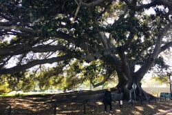 Il Moreton Bay Fig, a Santa Barbara il più grande Ficus Macrophilla degli USA